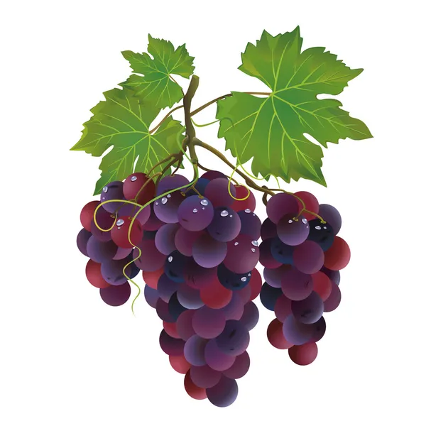 Реалістичний чорний виноград з краплями води — стоковий вектор