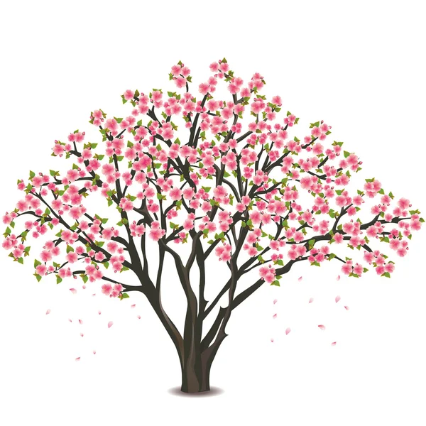 Japonês cereja árvore flor sobre branco — Vetor de Stock