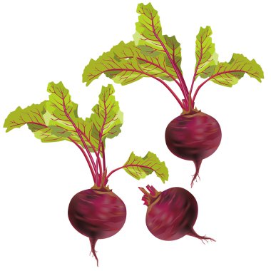 Vegetable beet isolated on white background clipart