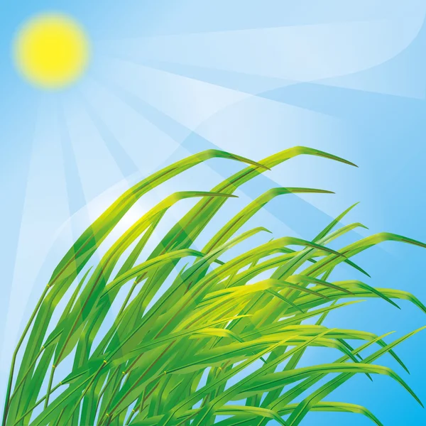 Fond printanier avec herbe fraîche — Image vectorielle
