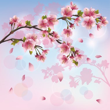 Sakura blossom - Japanese cherry tree background clipart