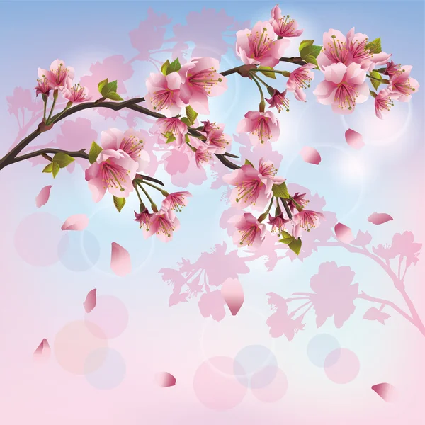 Sakura flor - Japonês cereja árvore fundo — Vetor de Stock