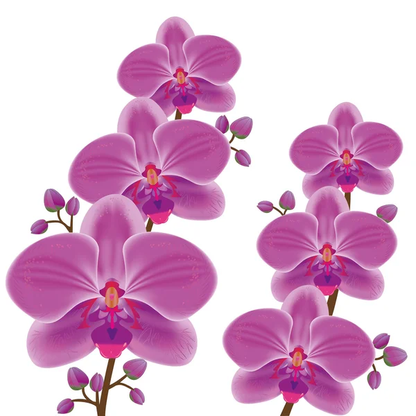 Egzotik çiçek orkide beyaz bitti — Stok Vektör