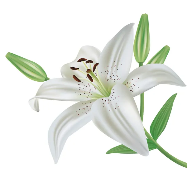 Fiore di giglio isolato su sfondo bianco — Vettoriale Stock