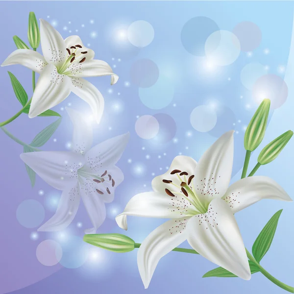 Zambak çiçeği arka planda, selamlama veya davetiye kartı — Stok Vektör
