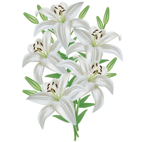 Lily flower bouquet isolated on white background — Stock Vector