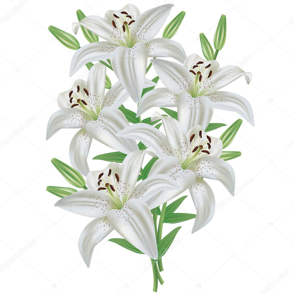 Lily flower bouquet isolated on white background