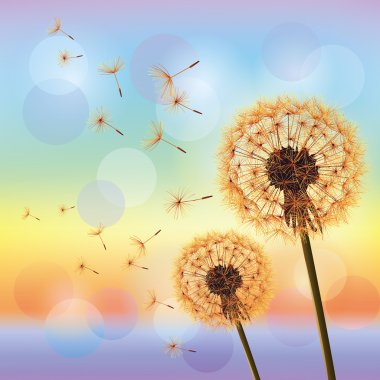 Flowers dandelions on background of sunset clipart