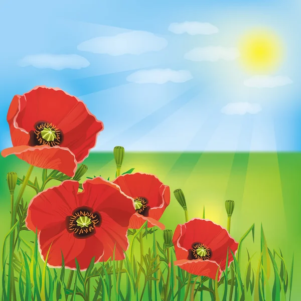 Nature background with flowers poppies. Summer landscape — Stock Vector