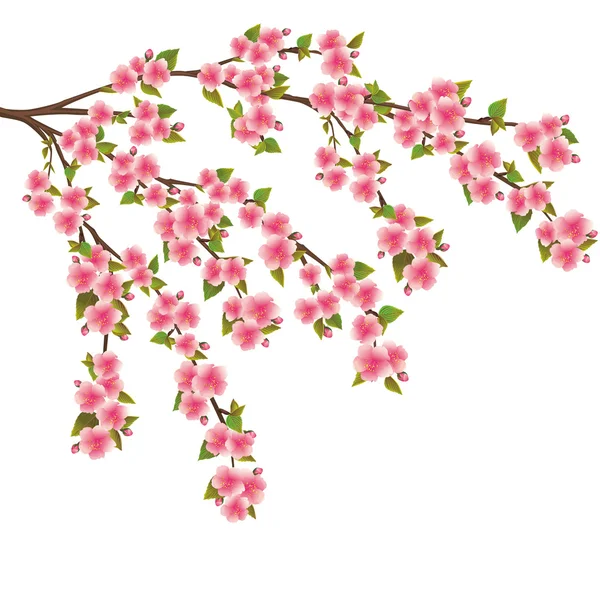 Flor de Sakura - cerejeira japonesa sobre branco — Vetor de Stock