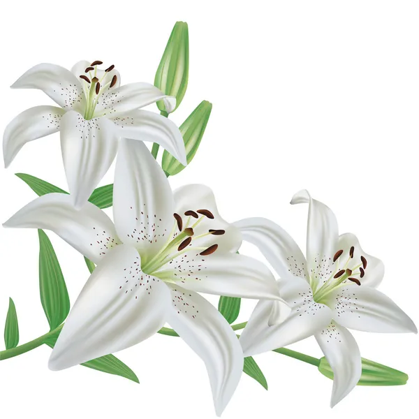 Flor lírio isolado no fundo branco — Vetor de Stock