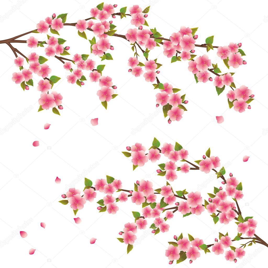 Sakura blossom - Japanese cherry tree over white, vector