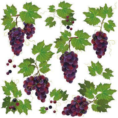 Set of black grape isolated on white background clipart