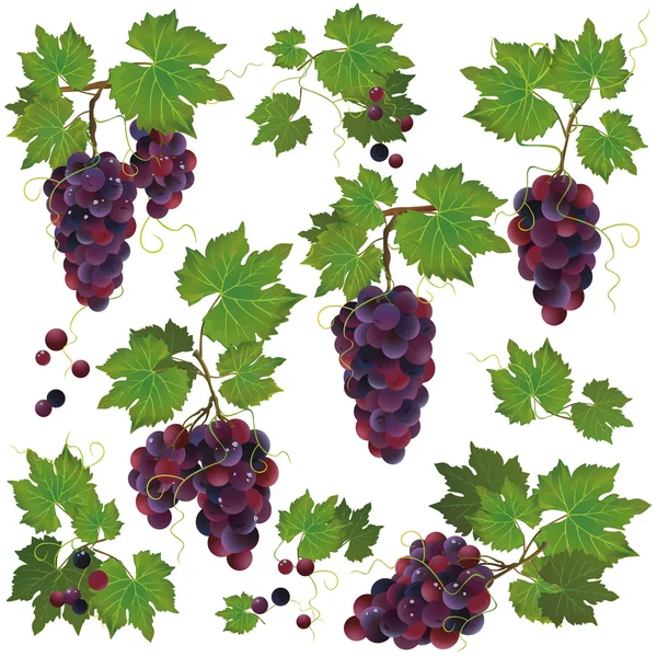 Conjunto de uvas pretas isoladas sobre fundo branco — Vetor de Stock