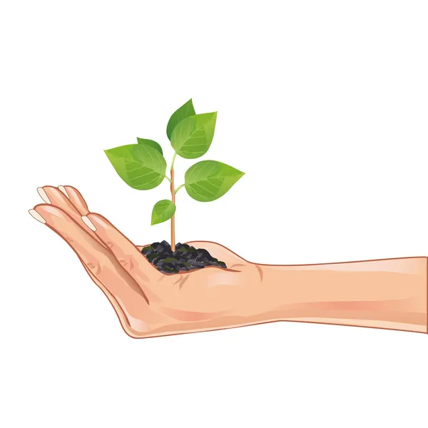 Ręka trzyma zielonych roślin, na białym tle — Wektor stockowy