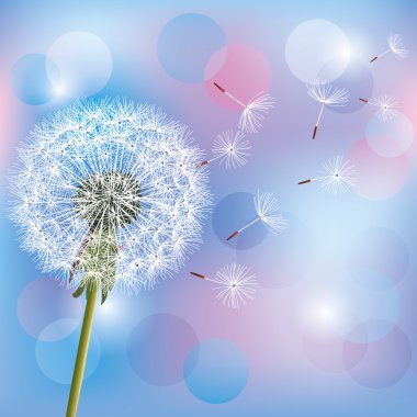 Flower dandelion on light blue - pink background clipart