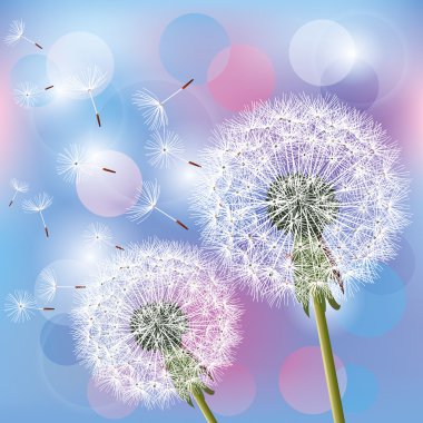 Flowers dandelions on light background clipart