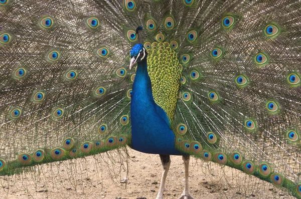 stock image Peacock