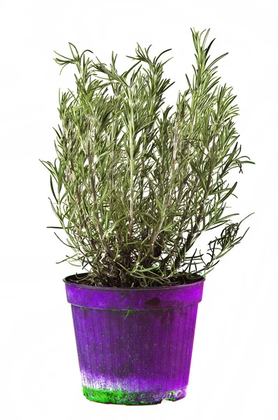Planta Rosemary — Fotografia de Stock