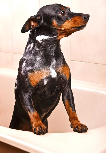 Pinscher hond — Stockfoto