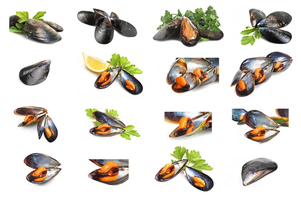 stock image Collage of black mussels