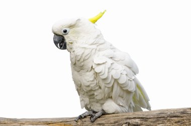 Cockatoo clipart