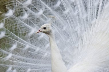 Peacock clipart