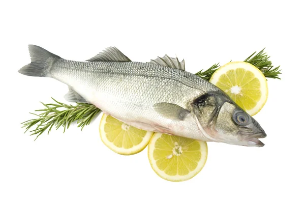 Sea bass — Stock Photo, Image