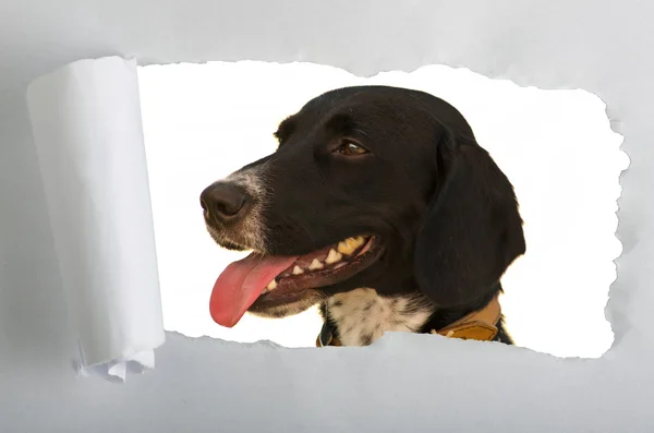 Gescheurd papier met hond — Stockfoto
