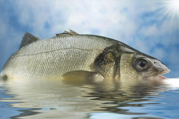 Sea bass fishing — Stock Photo, Image