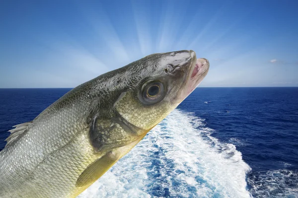 Морський окунь риболовлі — стокове фото
