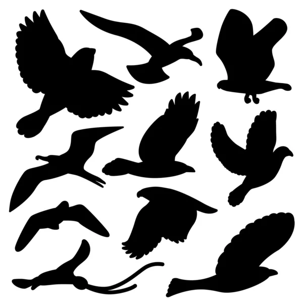 Conjunto de desenho de pássaro —  Vetores de Stock