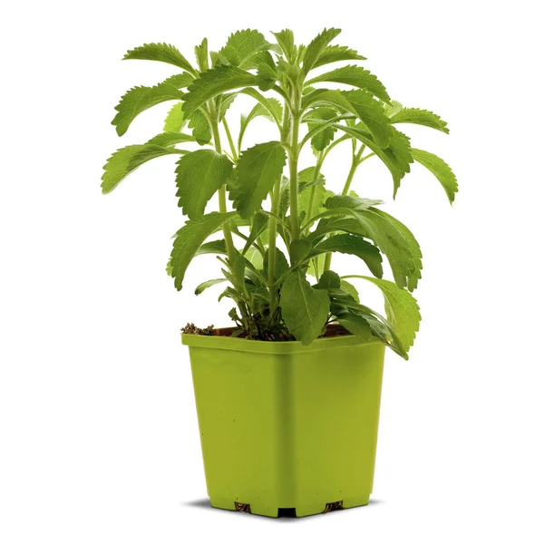 Stevia plan into a bucklet — Stock Photo, Image