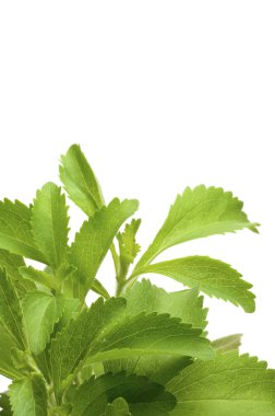 Stevia plan dekoratif arka plan