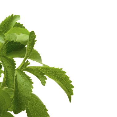 Stevia plan dekoratif arka plan