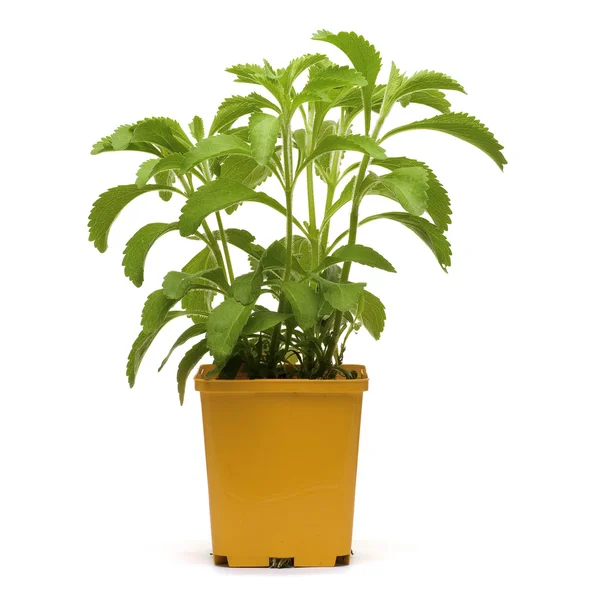 Stevia plan into a bucklet — Stock Photo, Image
