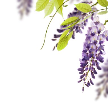 Wisteria beyaz arka plan - sınır