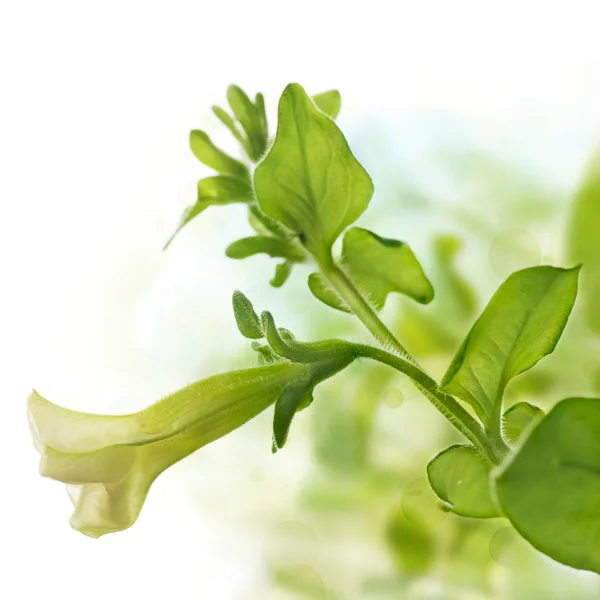 Petunia pendula над зеленим і білим тлом — стокове фото