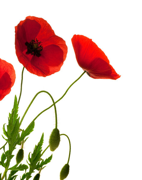 Red poppies over white