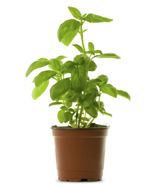 Pot basilicum — Stockfoto