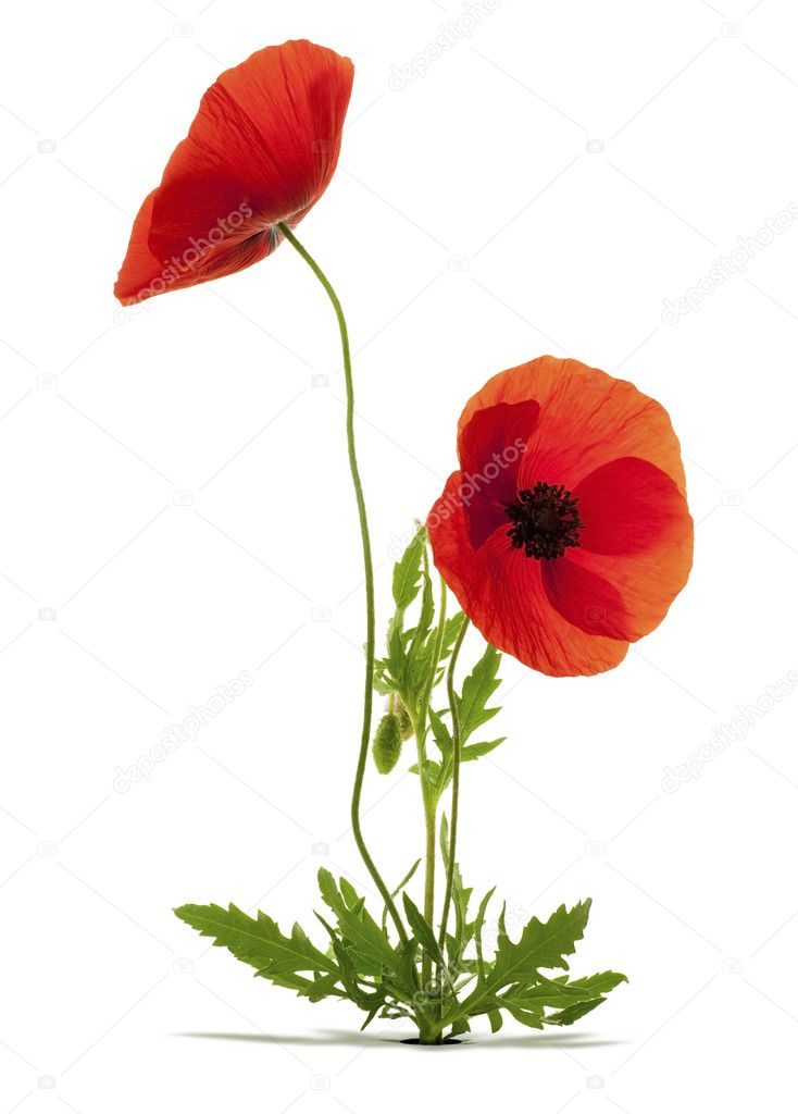Papaver rhoeas, red poppies over white