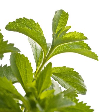 Stevia rebaudiana decorative plant clipart