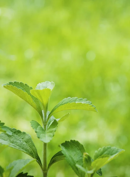 Stevia rebaudiana — Stockfoto