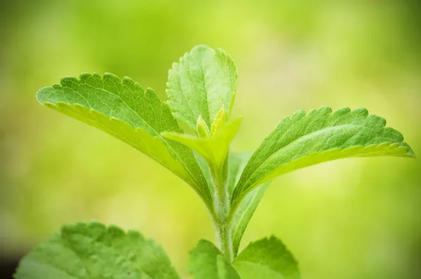 Stevia rebaudiana — Fotografia de Stock
