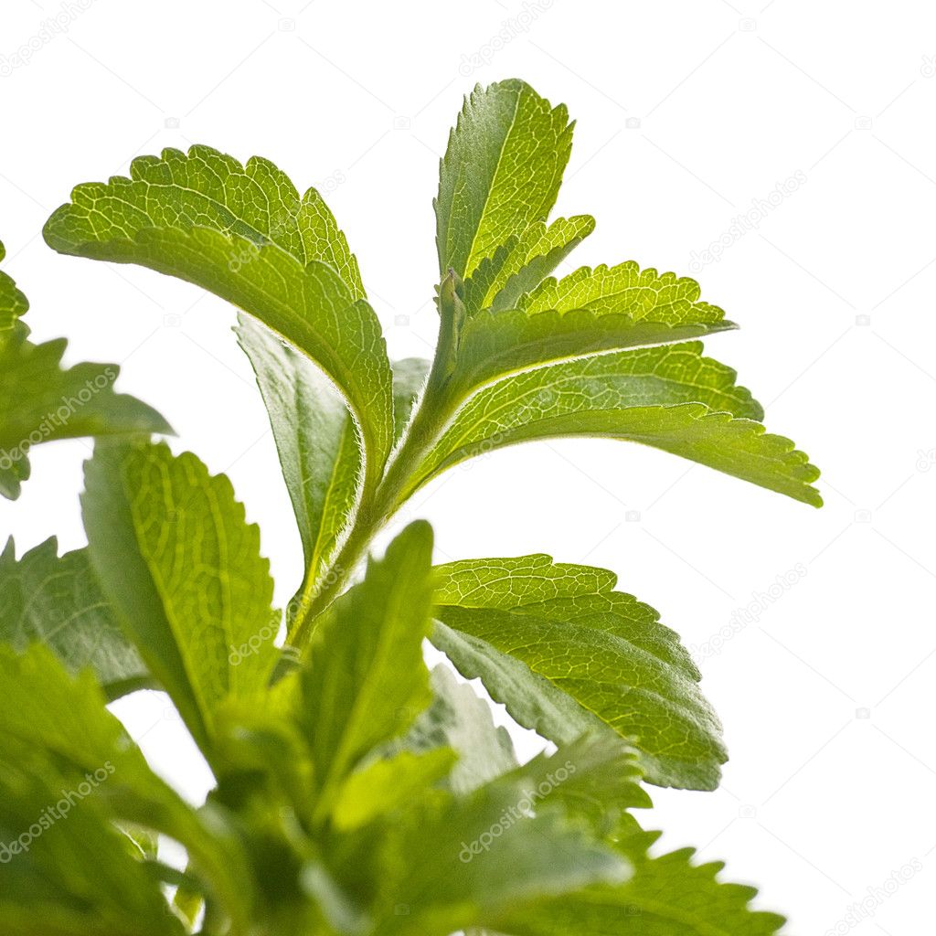 Stevia rebaudiana decorative plant