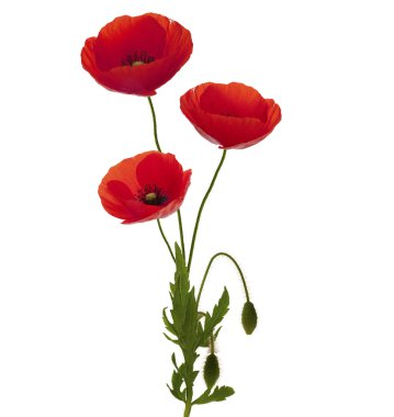 Three poppies bouquet clipart