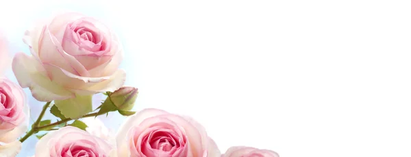 Bloemen achtergrond, roze rozen — Stockfoto