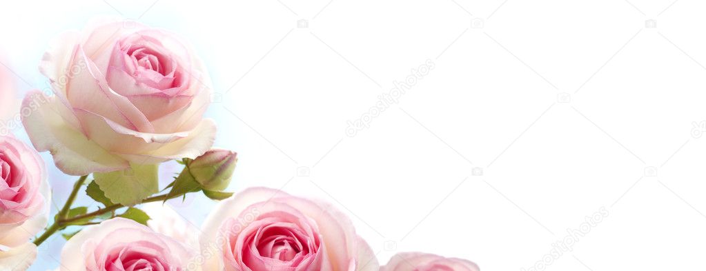 Flowers background, pink roses