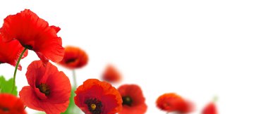 Red poppies flowers clipart