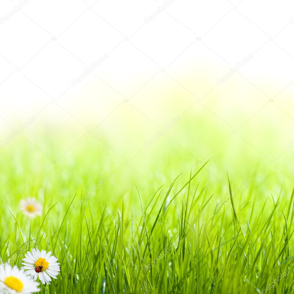 Green Background Images Hd  Download For Free